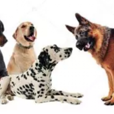 Chiens
