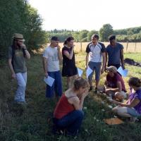 Cueillette de plantes comestibles